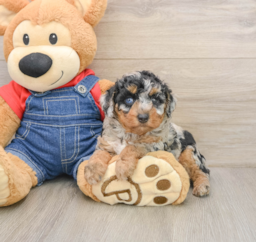 6 week old Poodle Puppy For Sale - Windy City Pups