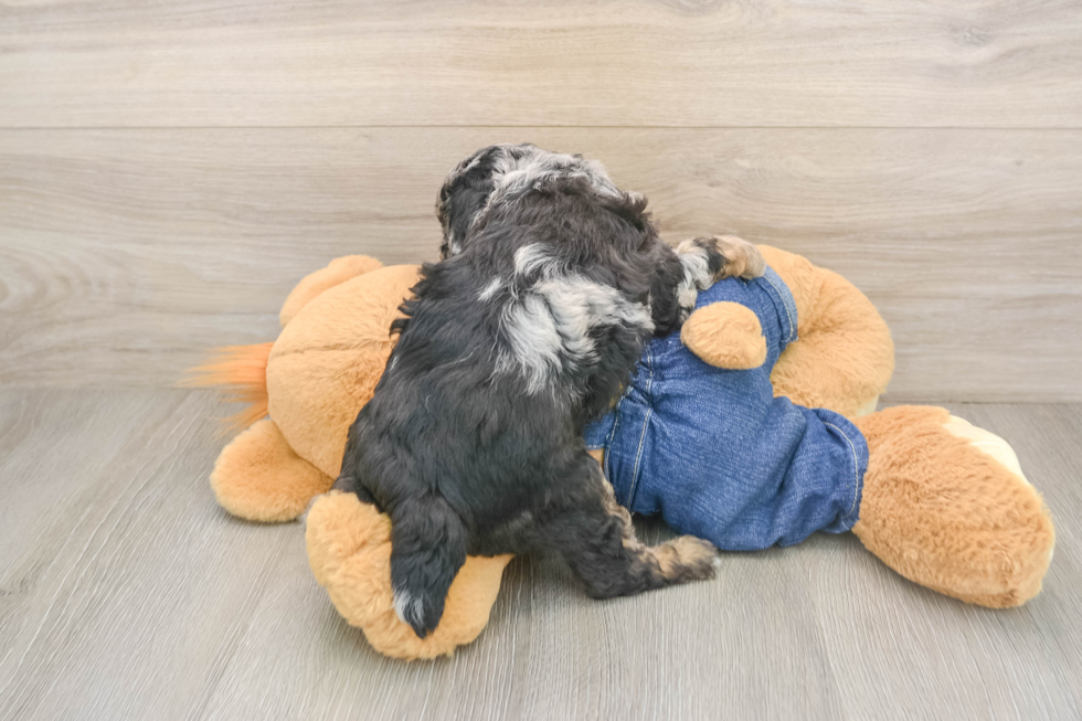 Akc Registered Poodle Baby
