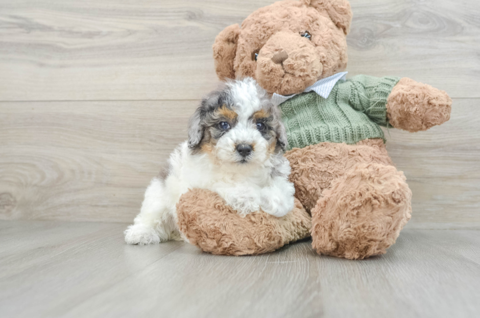 8 week old Poodle Puppy For Sale - Windy City Pups