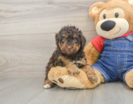 7 week old Poodle Puppy For Sale - Windy City Pups