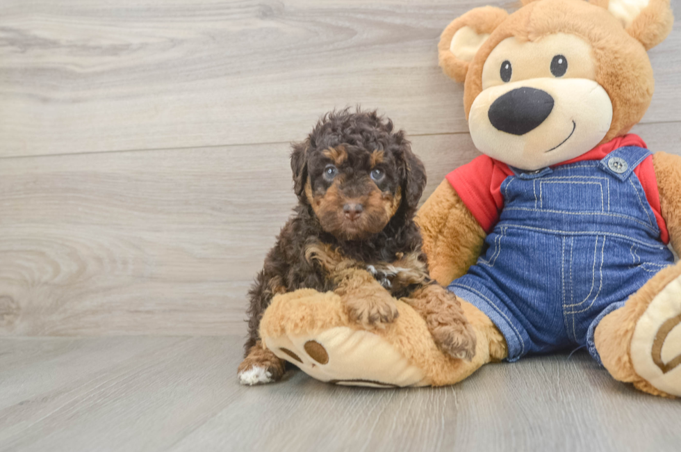 5 week old Poodle Puppy For Sale - Windy City Pups