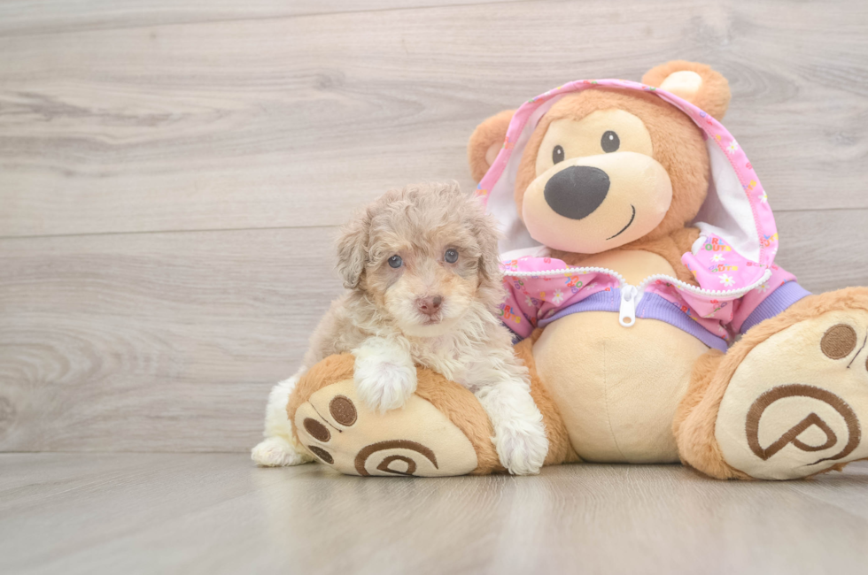 5 week old Poodle Puppy For Sale - Windy City Pups