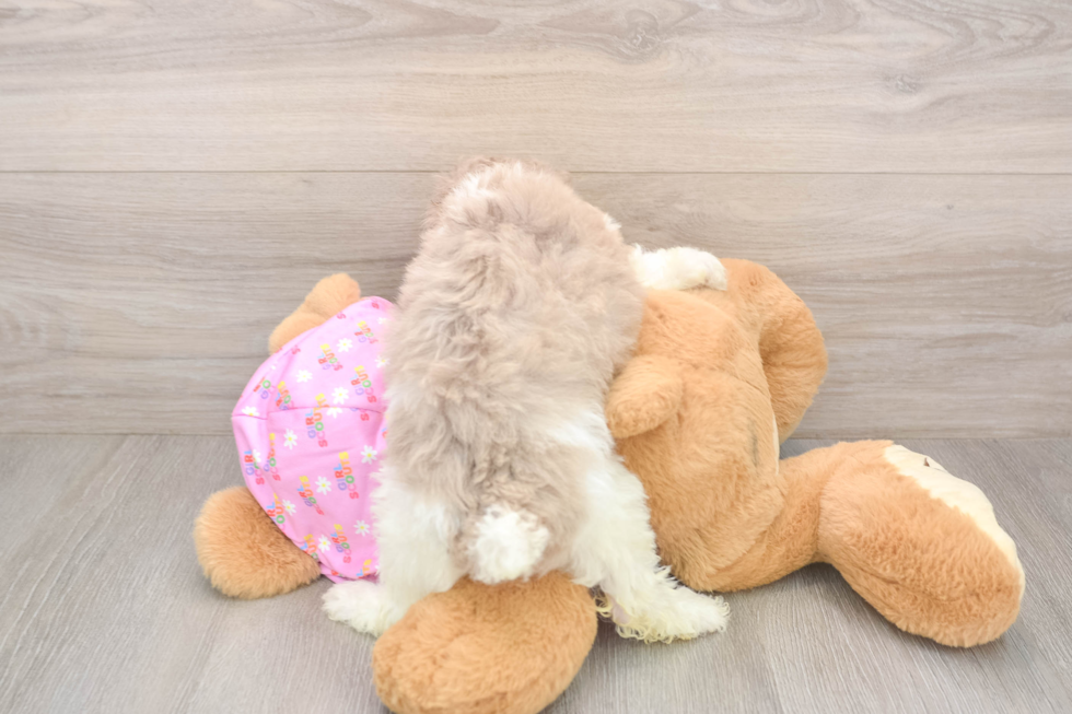 Friendly Poodle Purebred Pup