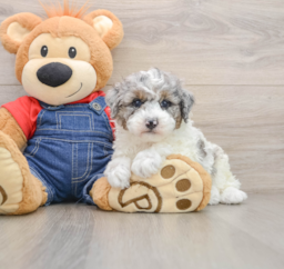 7 week old Poodle Puppy For Sale - Windy City Pups