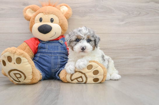HALSEY, a Poodle littermate