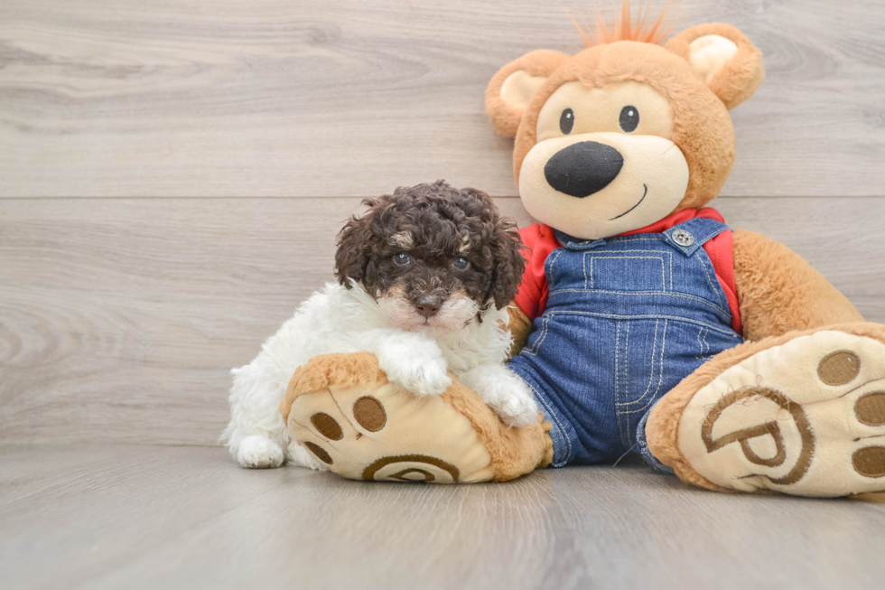 Poodle Pup Being Cute