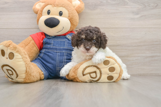 HAPPENSTANCE, a Poodle littermate