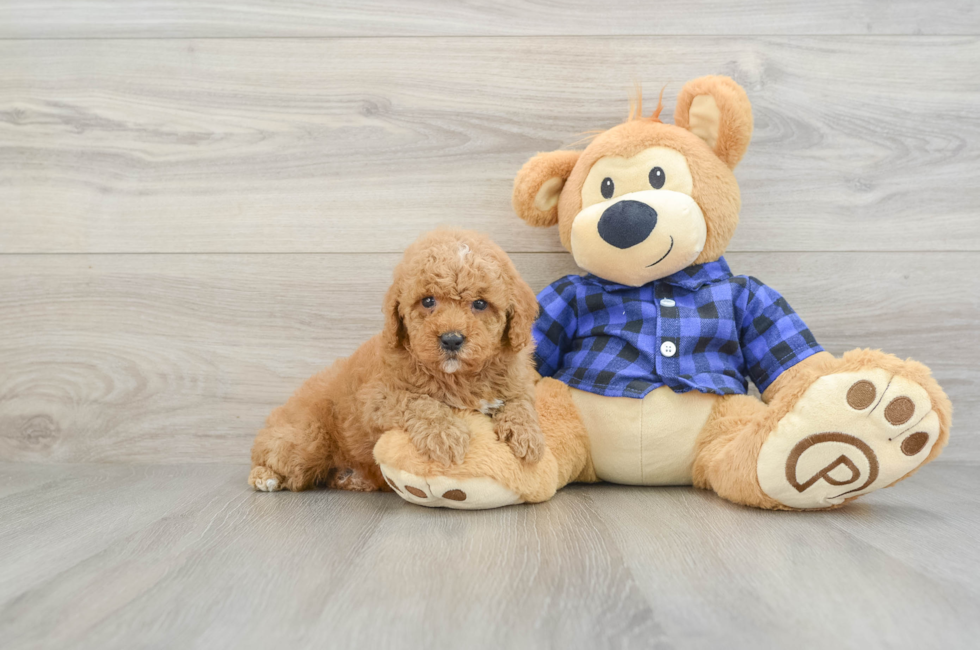 5 week old Poodle Puppy For Sale - Windy City Pups