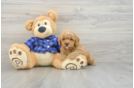 Best Poodle Baby