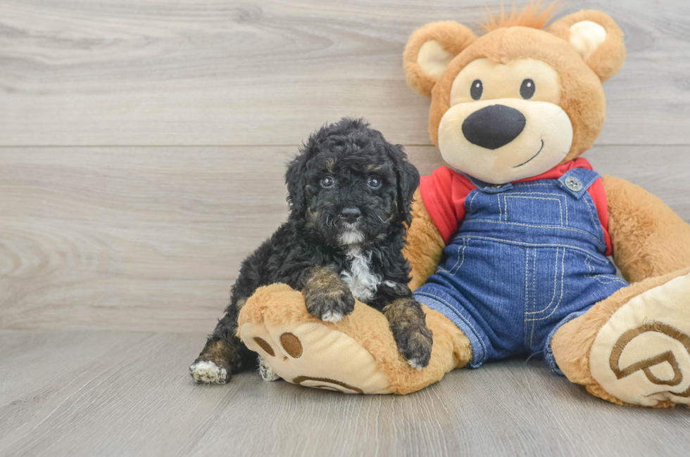 5 week old Poodle Puppy For Sale - Windy City Pups