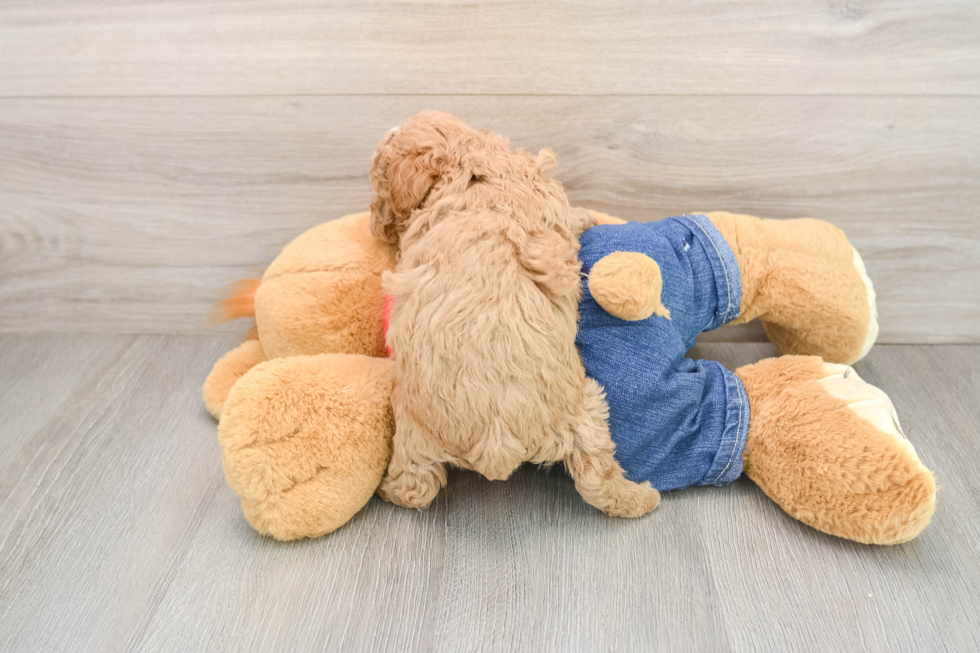 Poodle Pup Being Cute