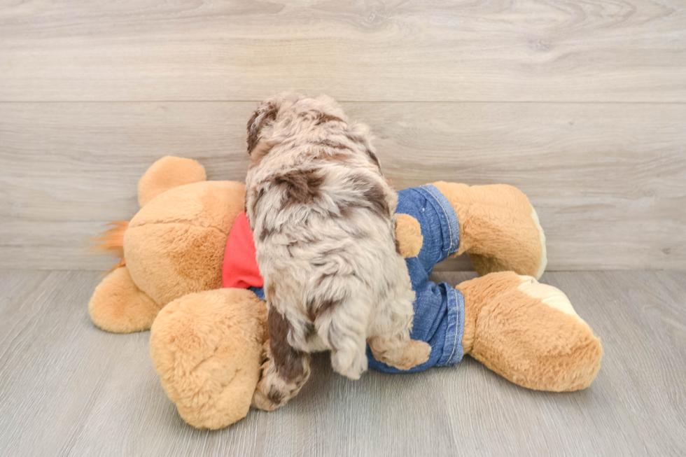 Akc Registered Poodle Purebred Pup