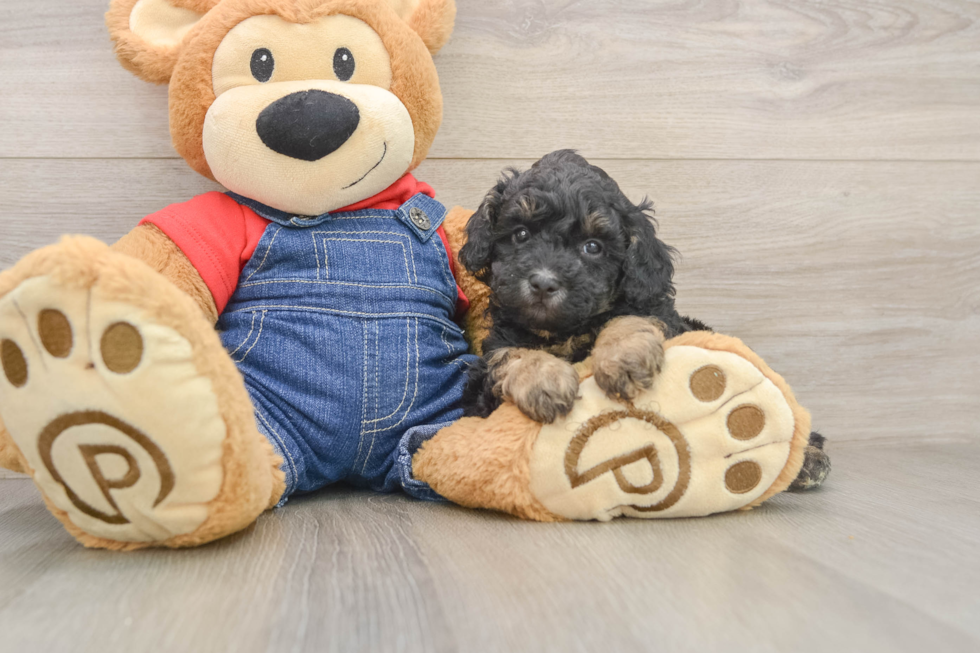 Energetic Pooodle Purebred Puppy