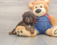7 week old Poodle Puppy For Sale - Windy City Pups
