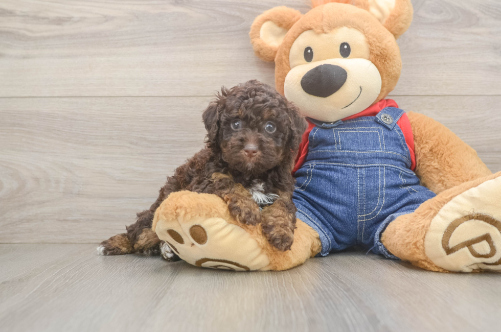 6 week old Poodle Puppy For Sale - Windy City Pups