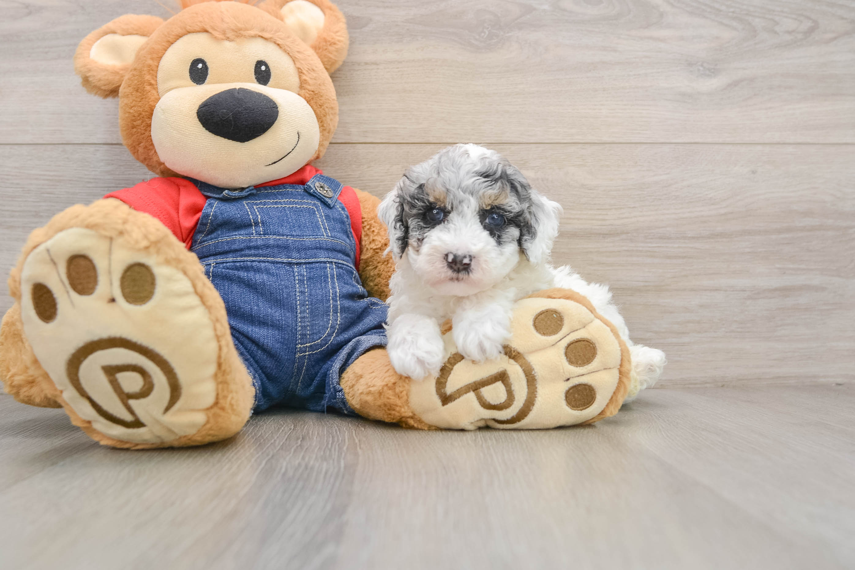 Poodle Pup Being Cute