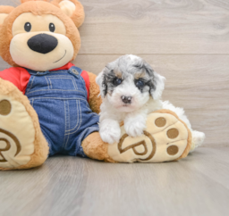7 week old Poodle Puppy For Sale - Windy City Pups