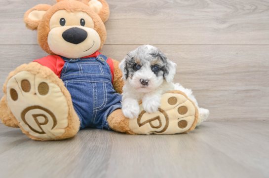HAZE, a Poodle littermate