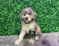 12 week old Poodle Puppy For Sale - Windy City Pups