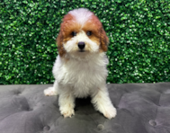 11 week old Poodle Puppy For Sale - Windy City Pups