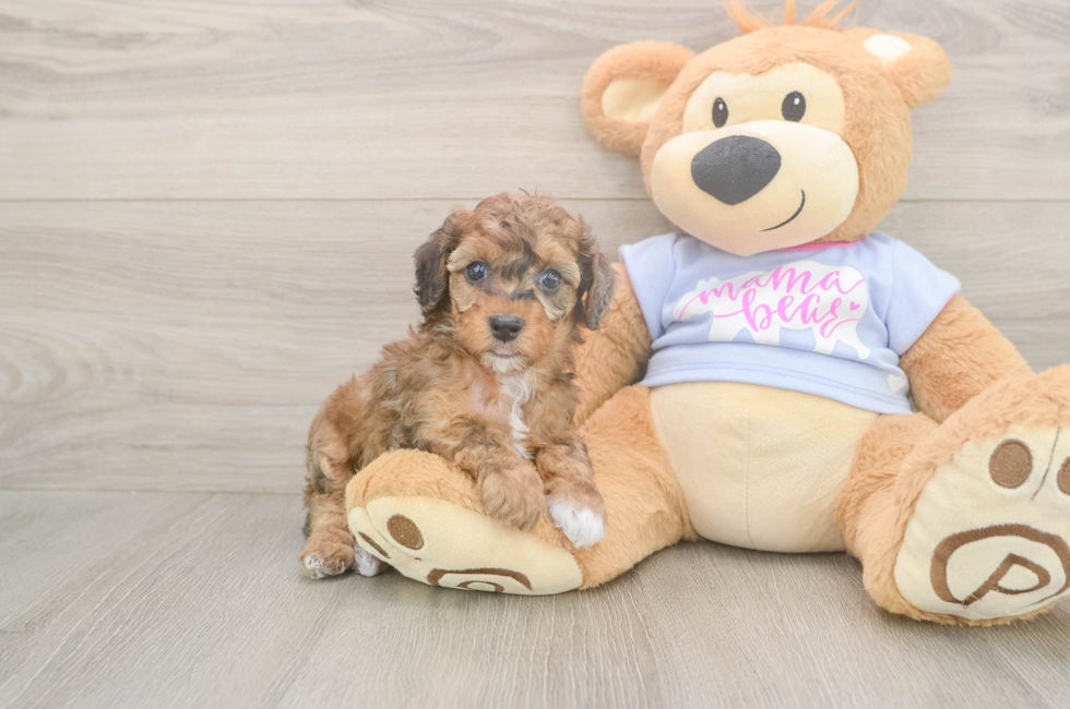 6 week old Poodle Puppy For Sale - Windy City Pups