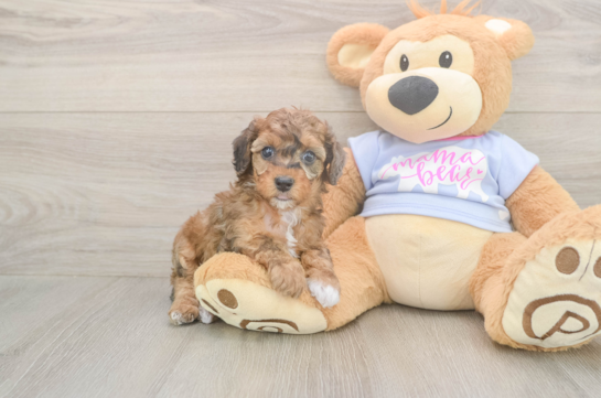 6 week old Poodle Puppy For Sale - Windy City Pups Poodle Puppy for Adoption
