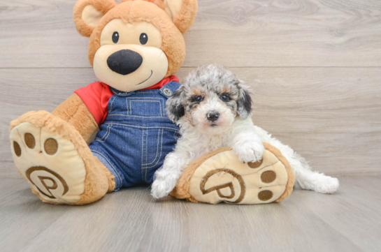 HEIRESS, a Poodle littermate
