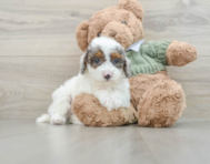 8 week old Poodle Puppy For Sale - Windy City Pups