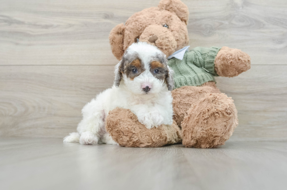 8 week old Poodle Puppy For Sale - Windy City Pups