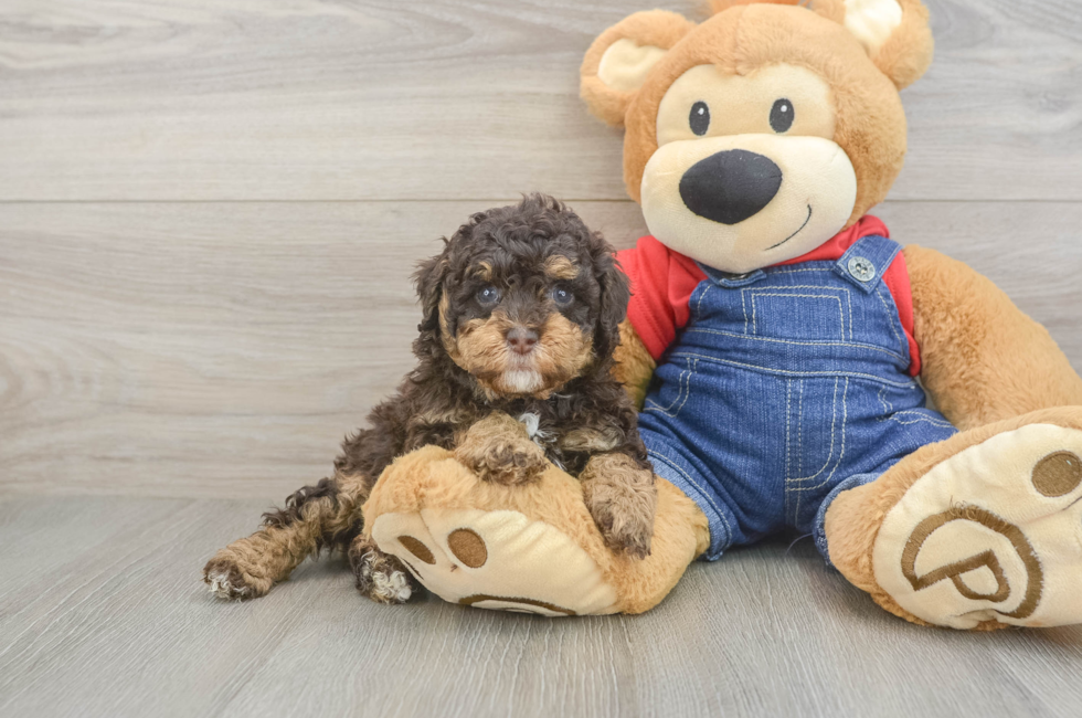 5 week old Poodle Puppy For Sale - Windy City Pups