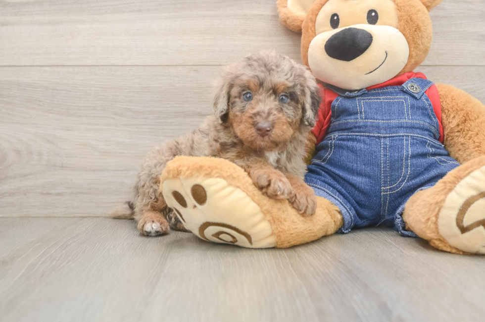 6 week old Poodle Puppy For Sale - Windy City Pups