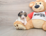 9 week old Poodle Puppy For Sale - Windy City Pups