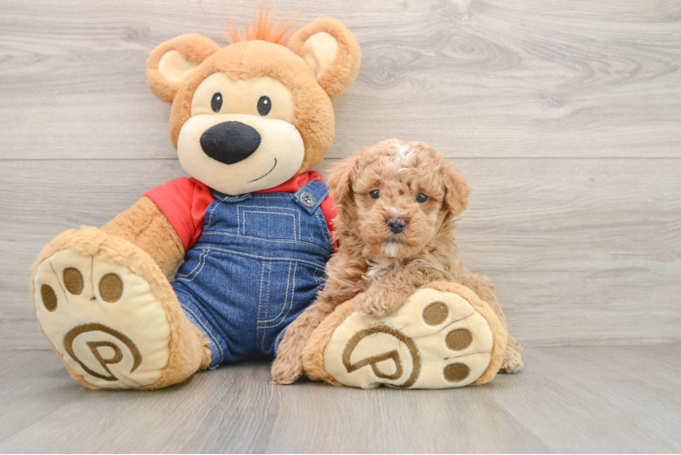 Poodle Puppy for Adoption