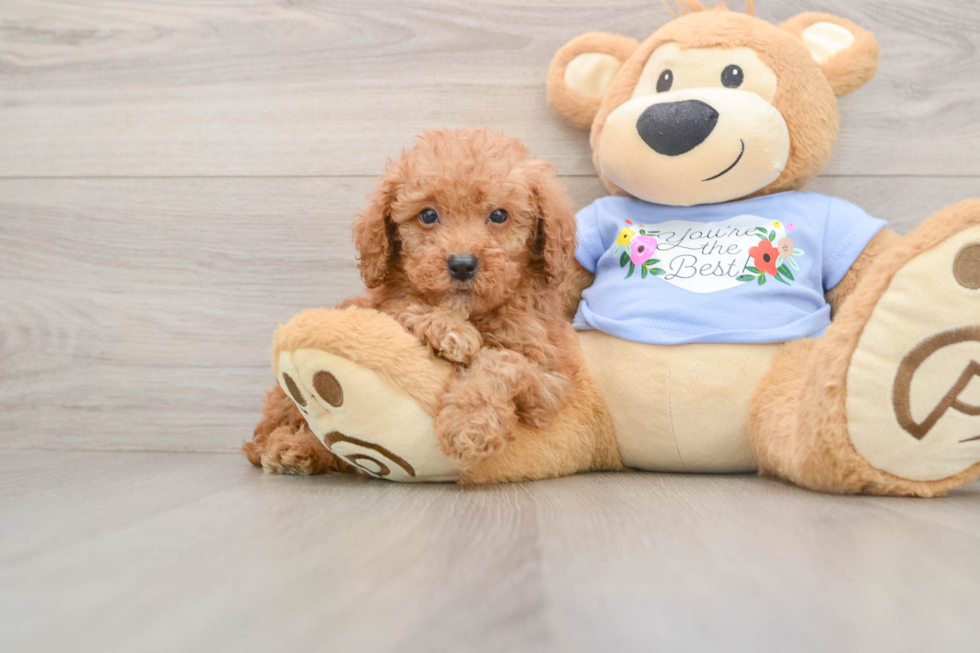 Poodle Puppy for Adoption