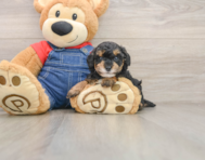 6 week old Poodle Puppy For Sale - Windy City Pups