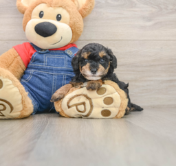 5 week old Poodle Puppy For Sale - Windy City Pups
