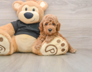 8 week old Poodle Puppy For Sale - Windy City Pups