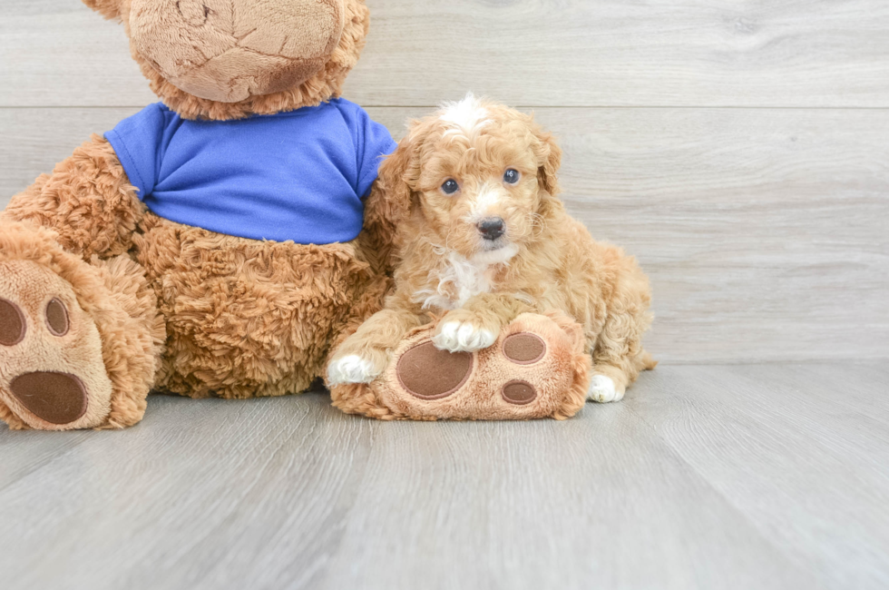 5 week old Poodle Puppy For Sale - Windy City Pups