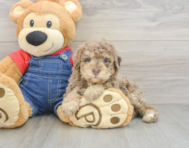 7 week old Poodle Puppy For Sale - Windy City Pups