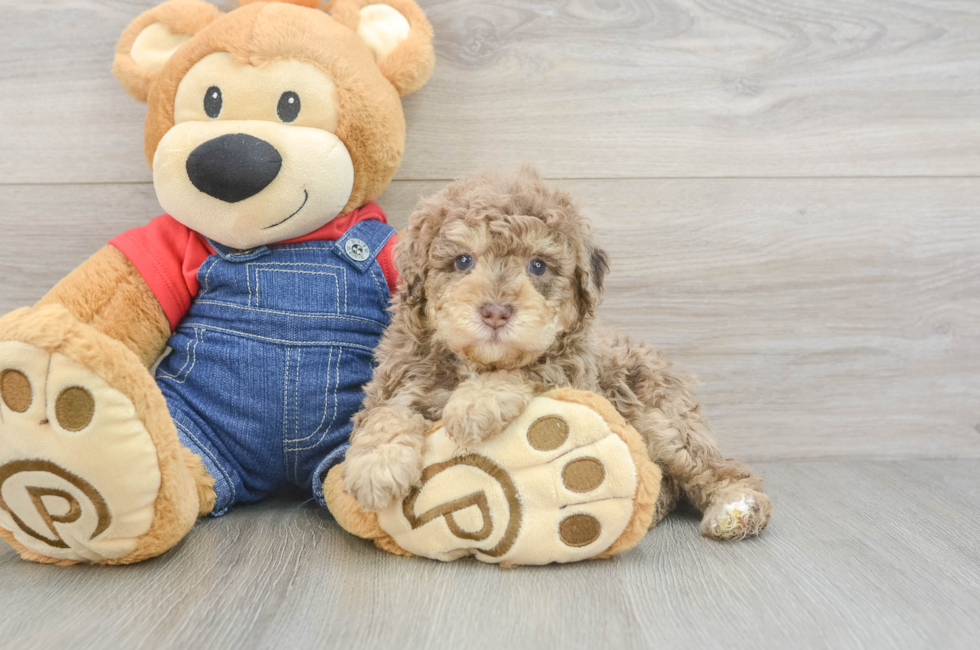 5 week old Poodle Puppy For Sale - Windy City Pups