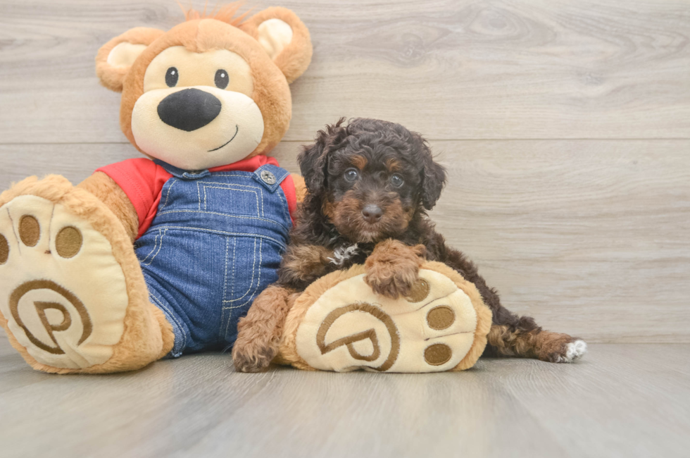 6 week old Poodle Puppy For Sale - Windy City Pups