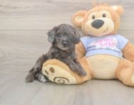 7 week old Poodle Puppy For Sale - Windy City Pups