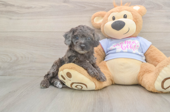 6 week old Poodle Puppy For Sale - Windy City Pups Petite Pooodle Purebred Puppy