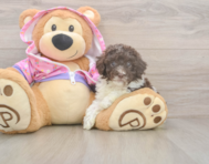 7 week old Poodle Puppy For Sale - Windy City Pups