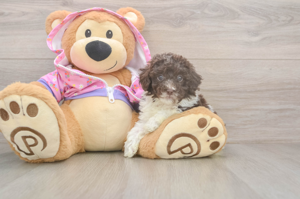 5 week old Poodle Puppy For Sale - Windy City Pups