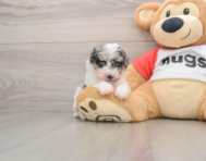 9 week old Poodle Puppy For Sale - Windy City Pups