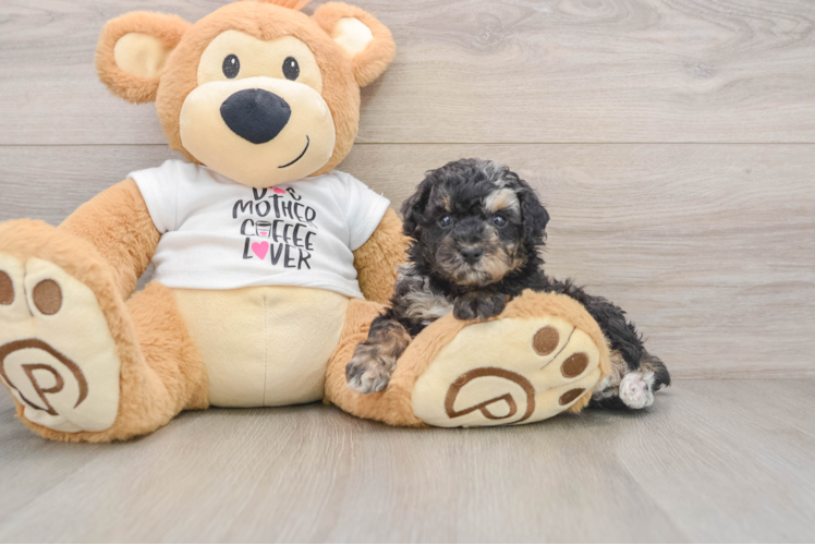 Poodle Puppy for Adoption