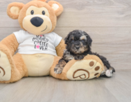 5 week old Poodle Puppy For Sale - Windy City Pups