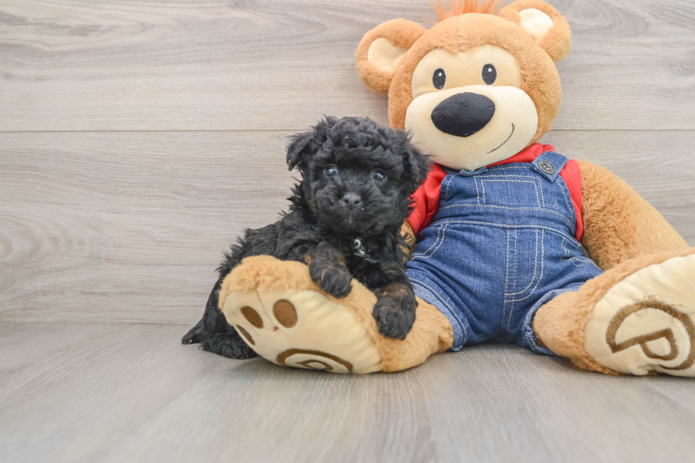 Poodle Puppy for Adoption