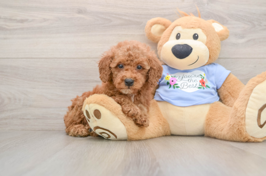Little Poodle Purebred Pup